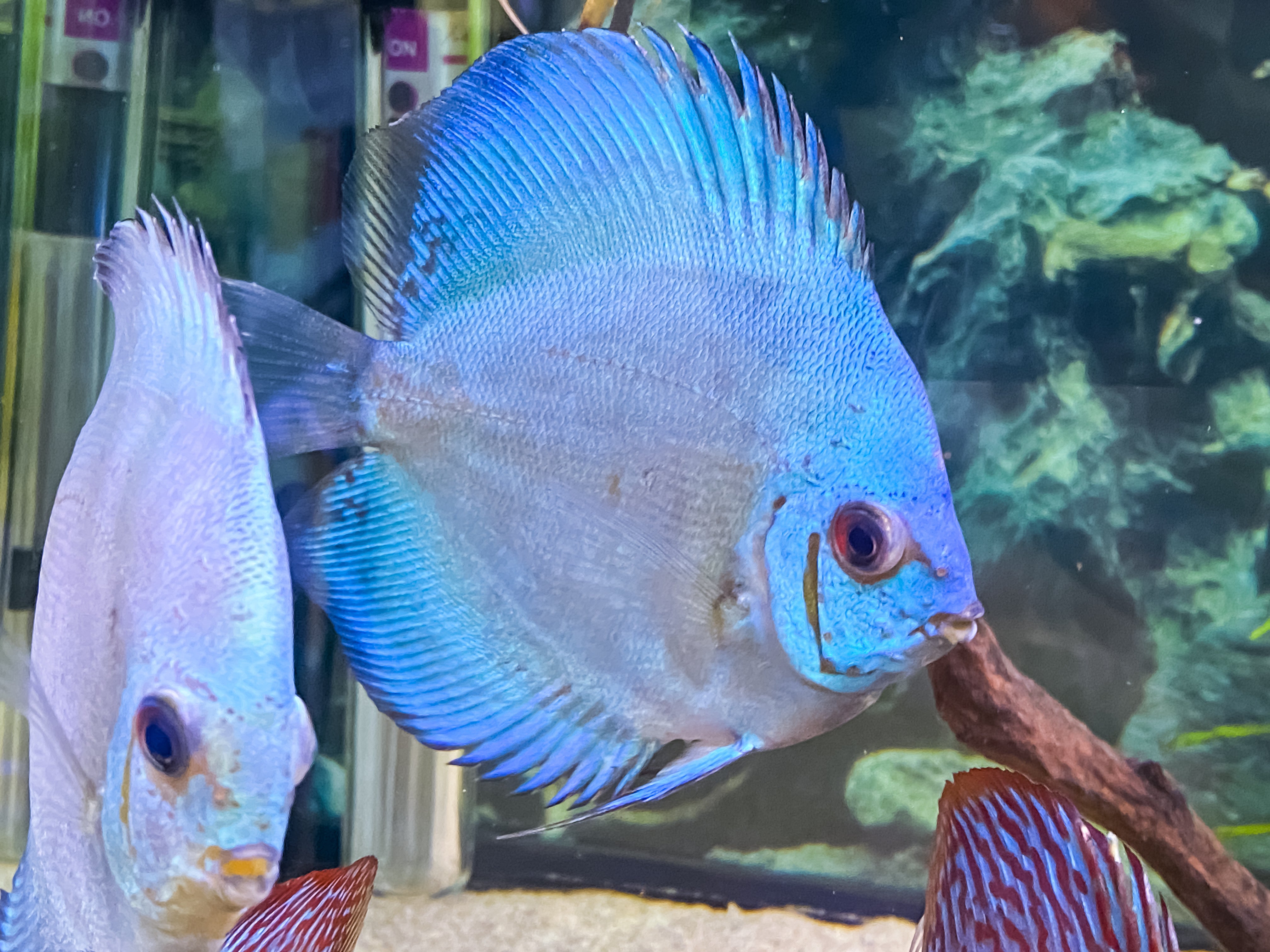 Blue Diamond Discus | Fancy Fishes