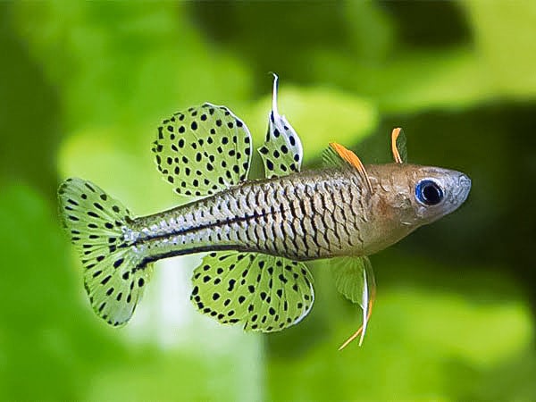 Spotted Blue Eye Rainbow fish - Pseudomugil Gertrudae (Cato River ...