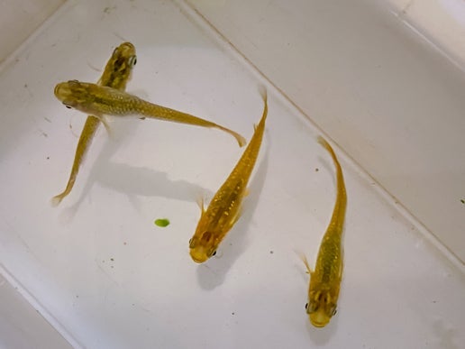 Gold Lame Medaka Rice Fish | Fancy Fishes