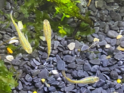 Gold Lame Medaka Rice Fish | Fancy Fishes