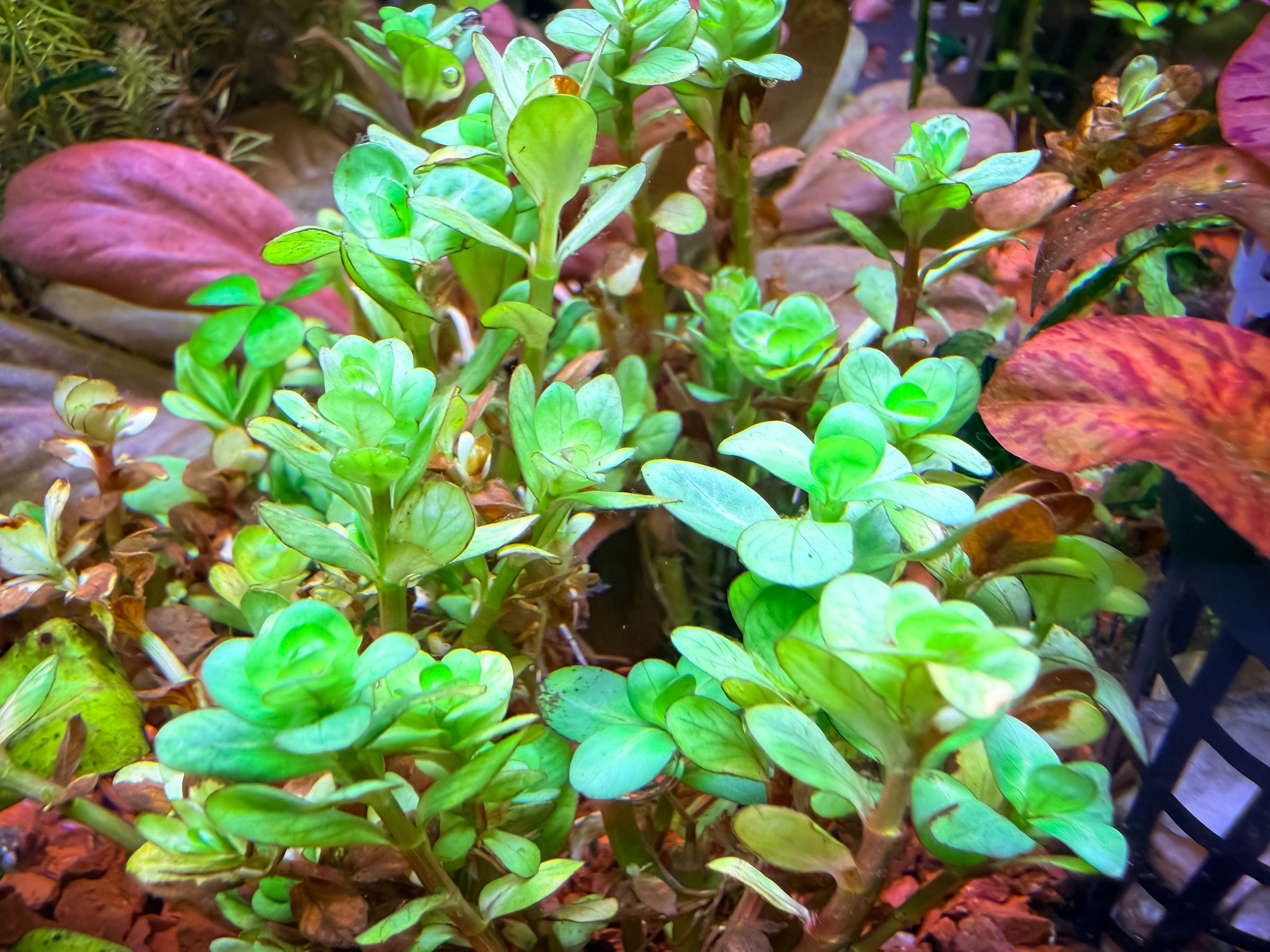 Rotala Indica Bonsai | Fancy Fishes