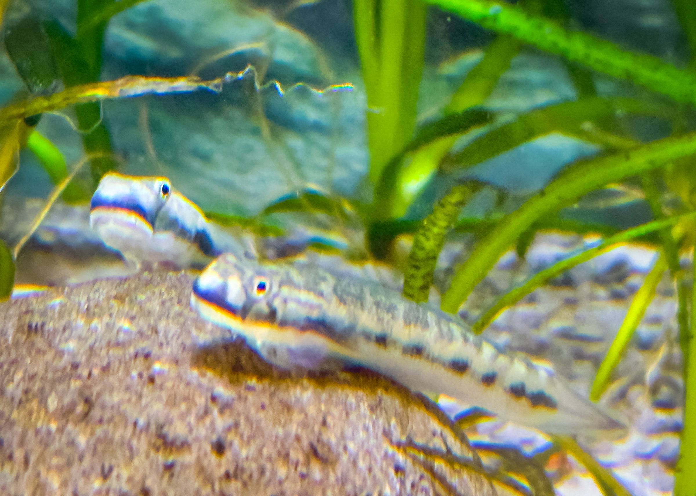 Blue Stream Goby (Sicyopterus Lagocephalus) | Fancy Fishes