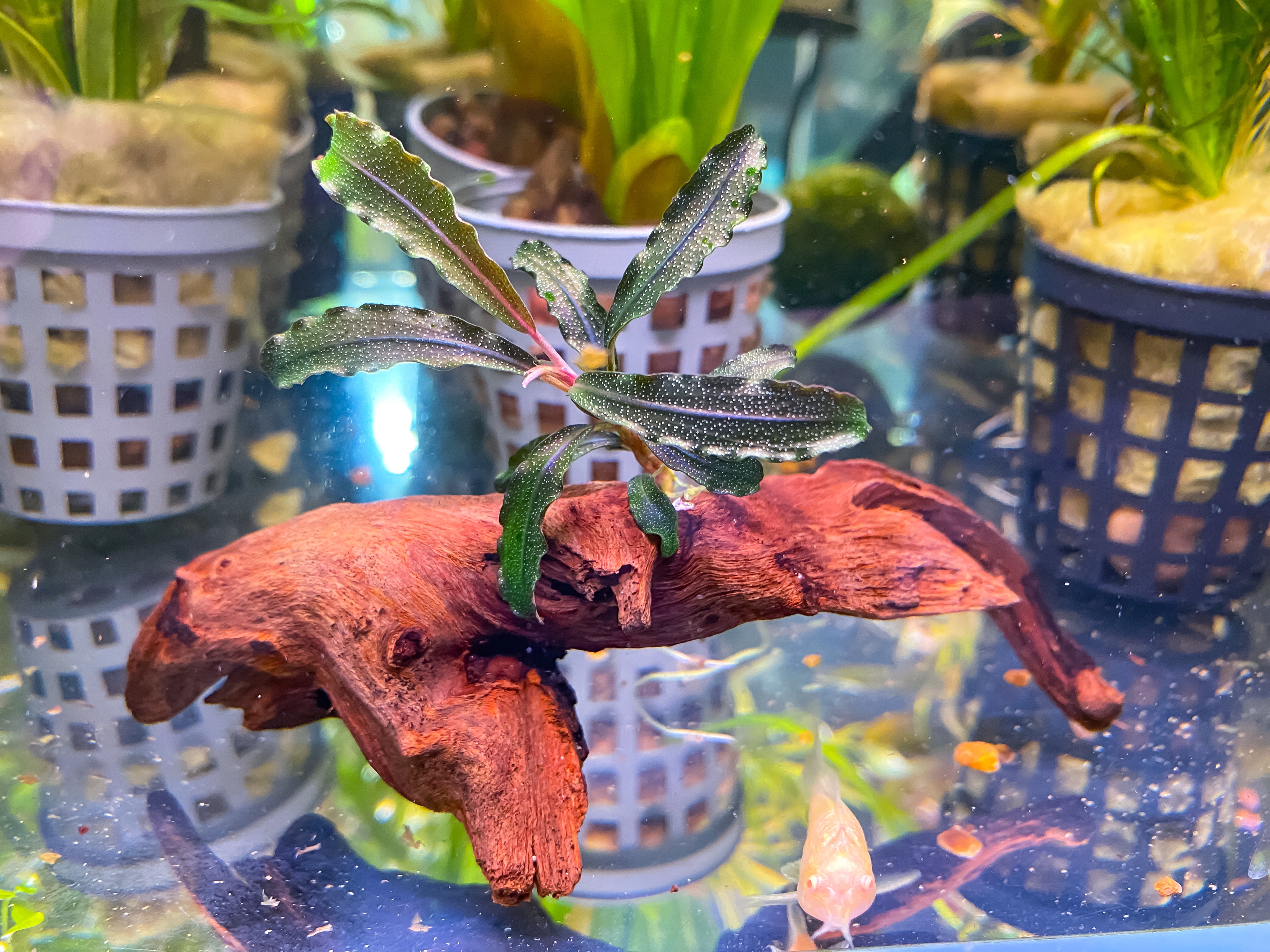 Bucephalandra sp. Brownie Ghost 2011 Nakamoto 、 ブセファランドラ