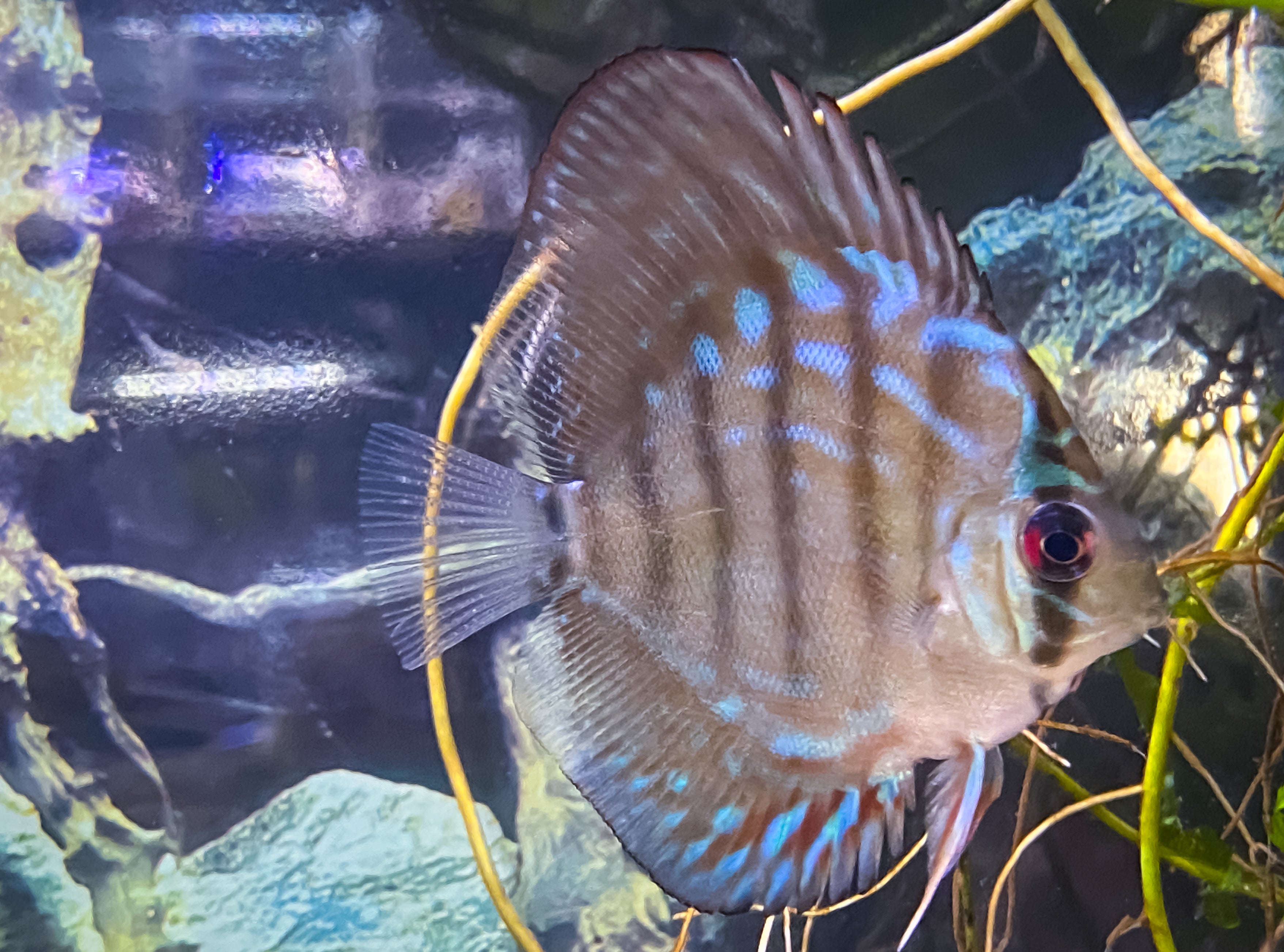 Tiger Turquoise Discus | Fancy Fishes