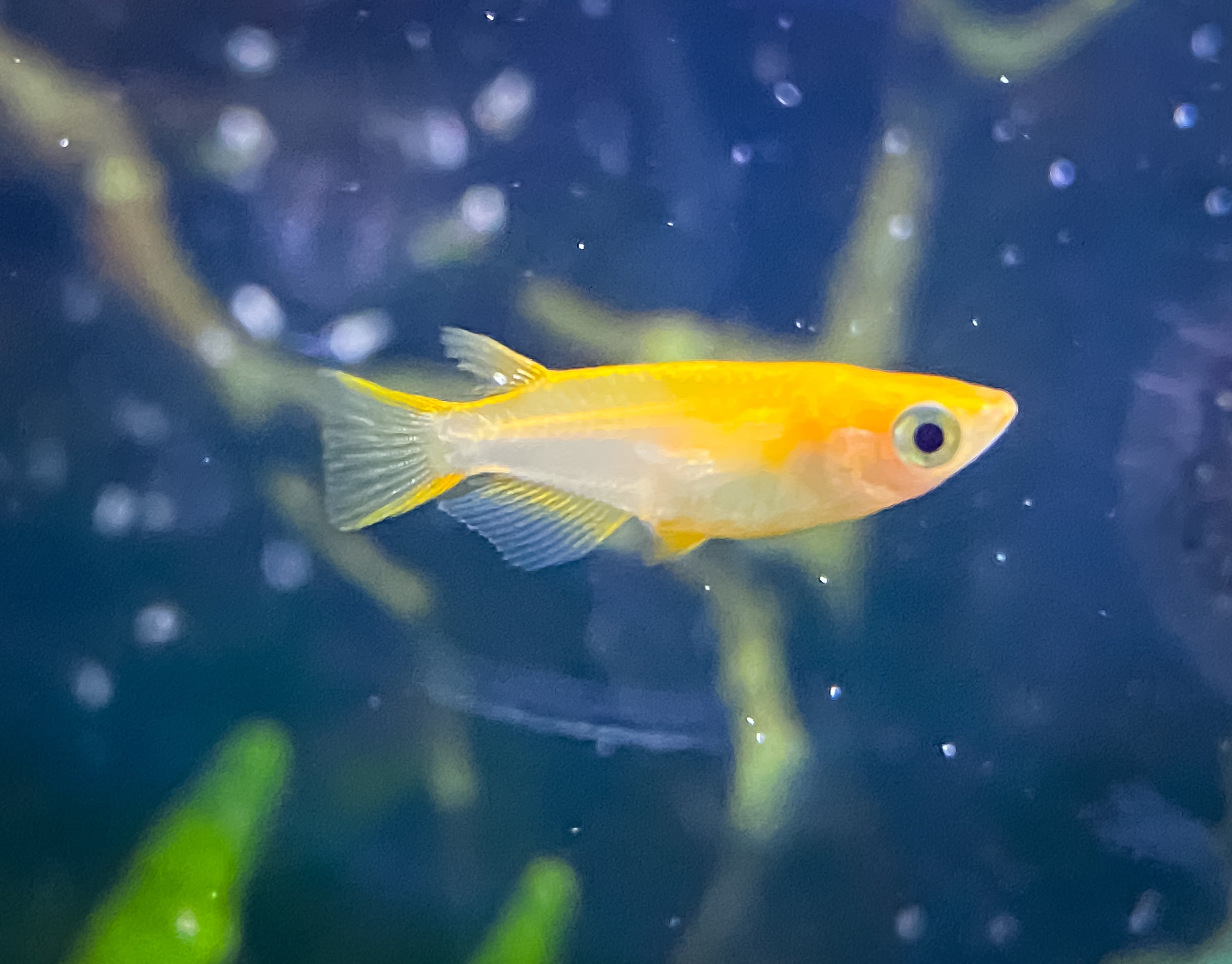 Sunrise Medaka Ricefish Fancy Fishes