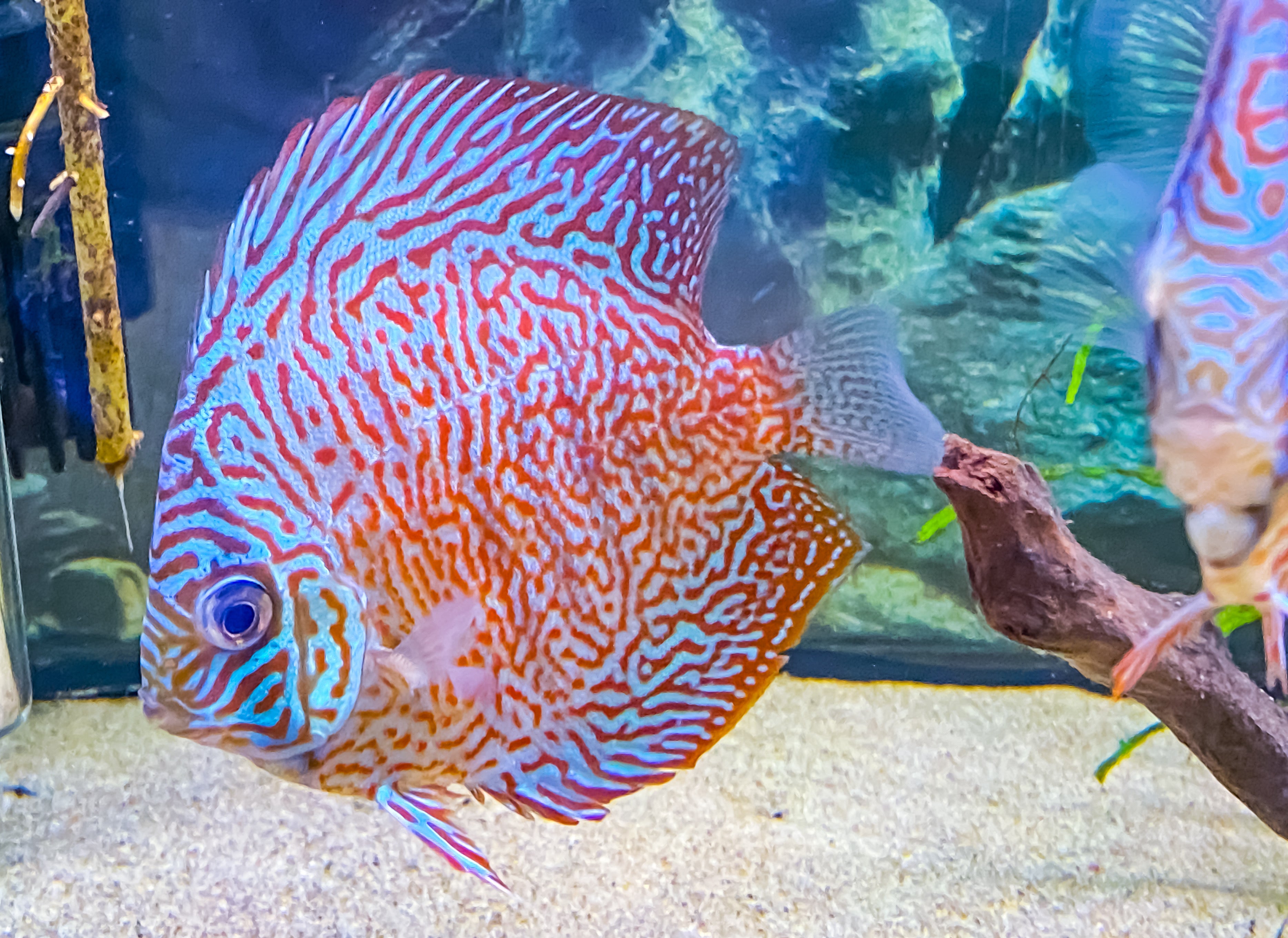 Tiger Turquoise Discus 10-11cm | Fancy Fishes