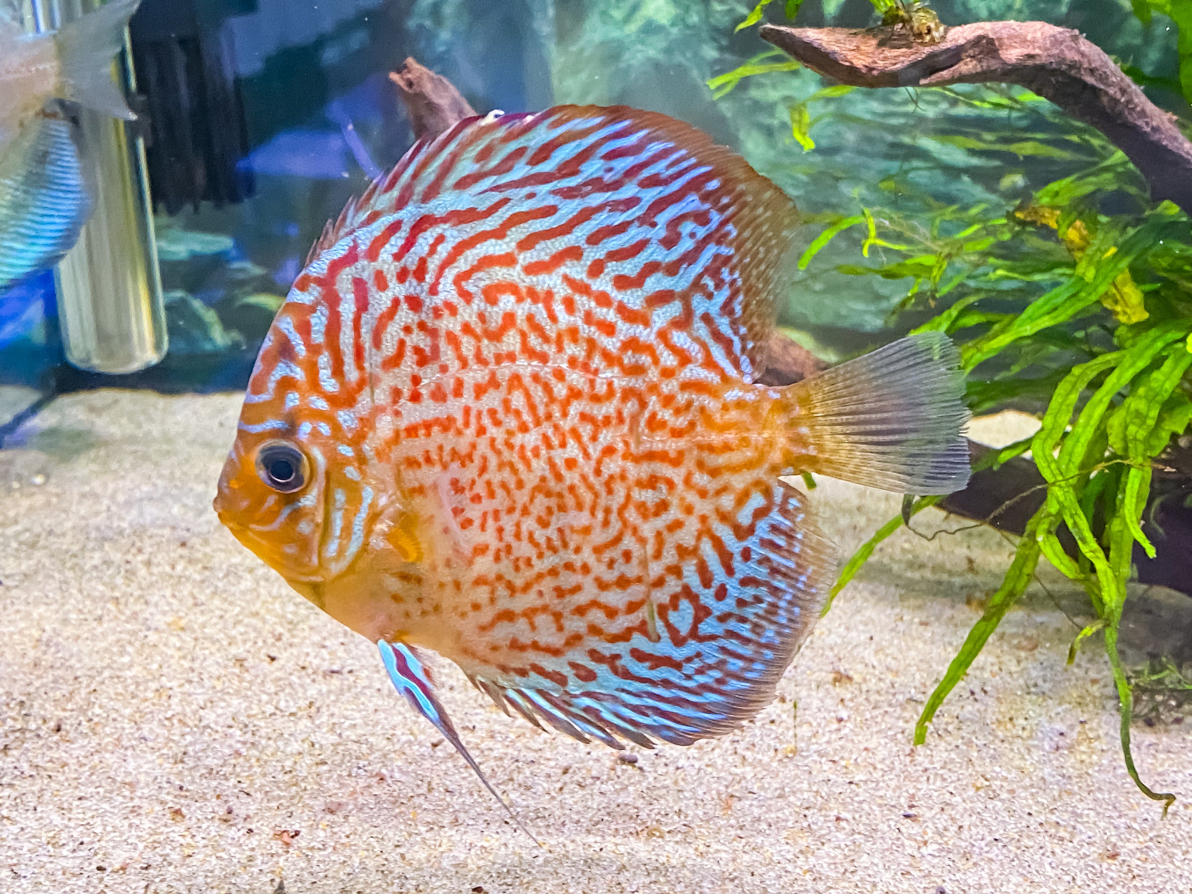 Leopard Discus | Fancy Fishes