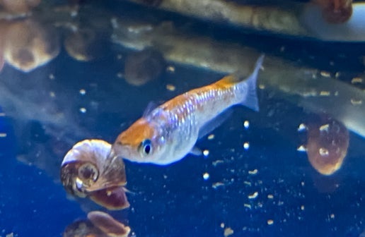 Ulysses Medaka Ricefish | Fancy Fishes