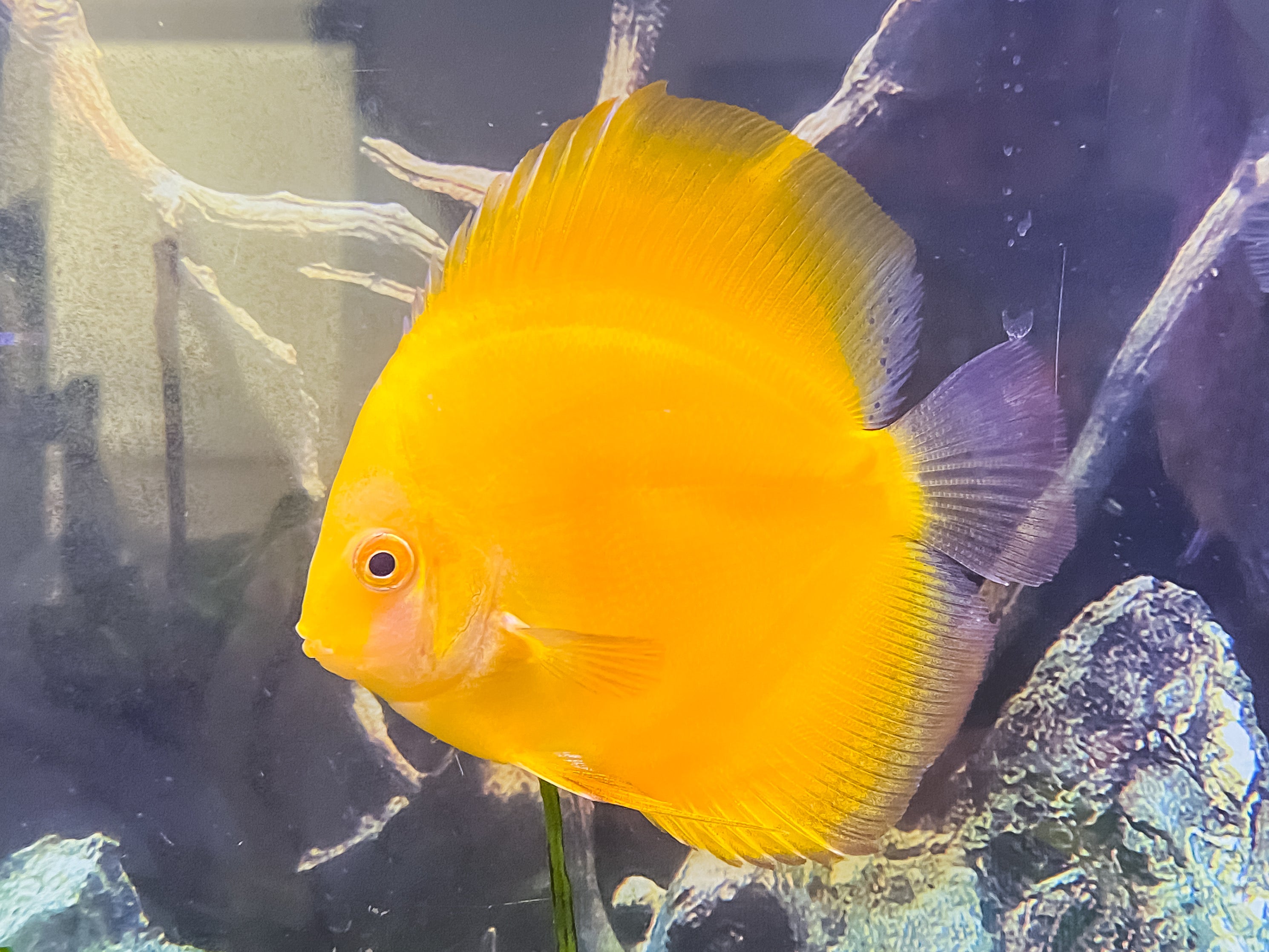 Golden Yellow Melon Discus | Fancy Fishes