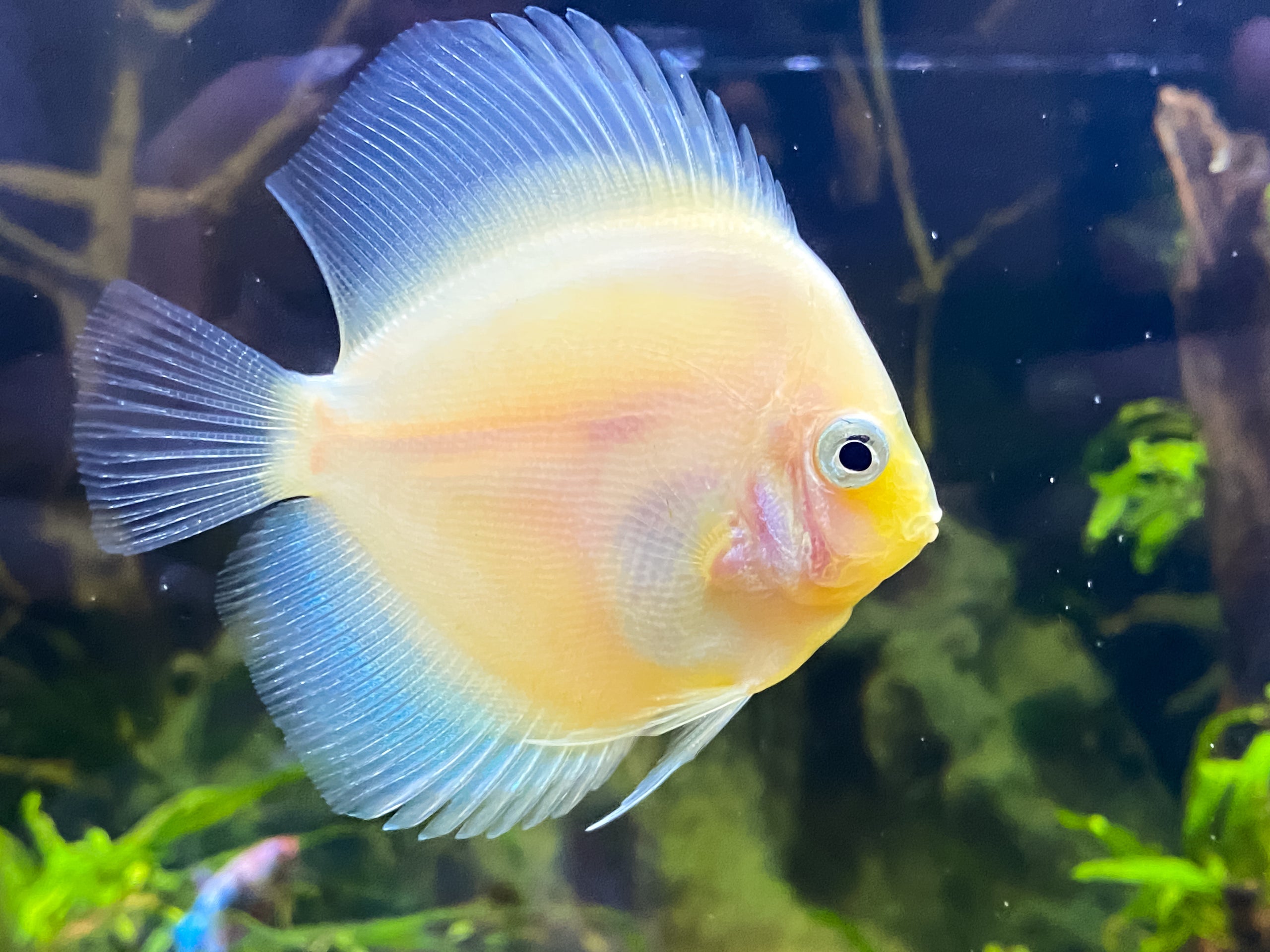 Yellow Melon Discus | Fancy Fishes