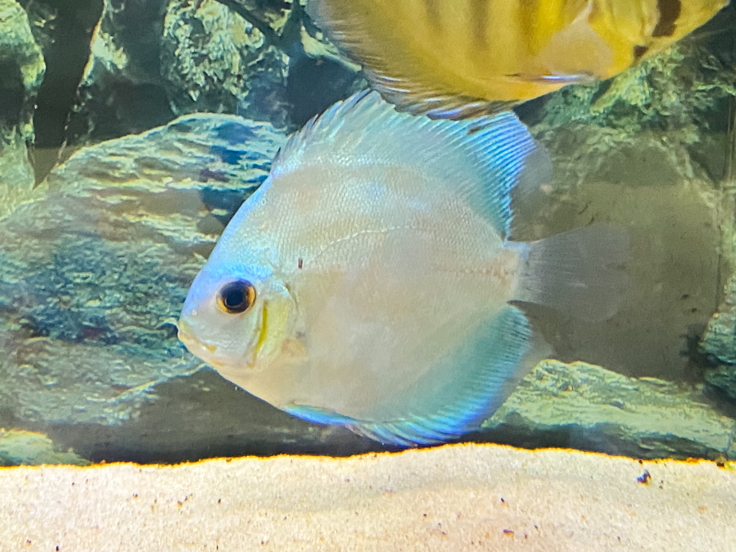 Blue Diamond Discus | Fancy Fishes