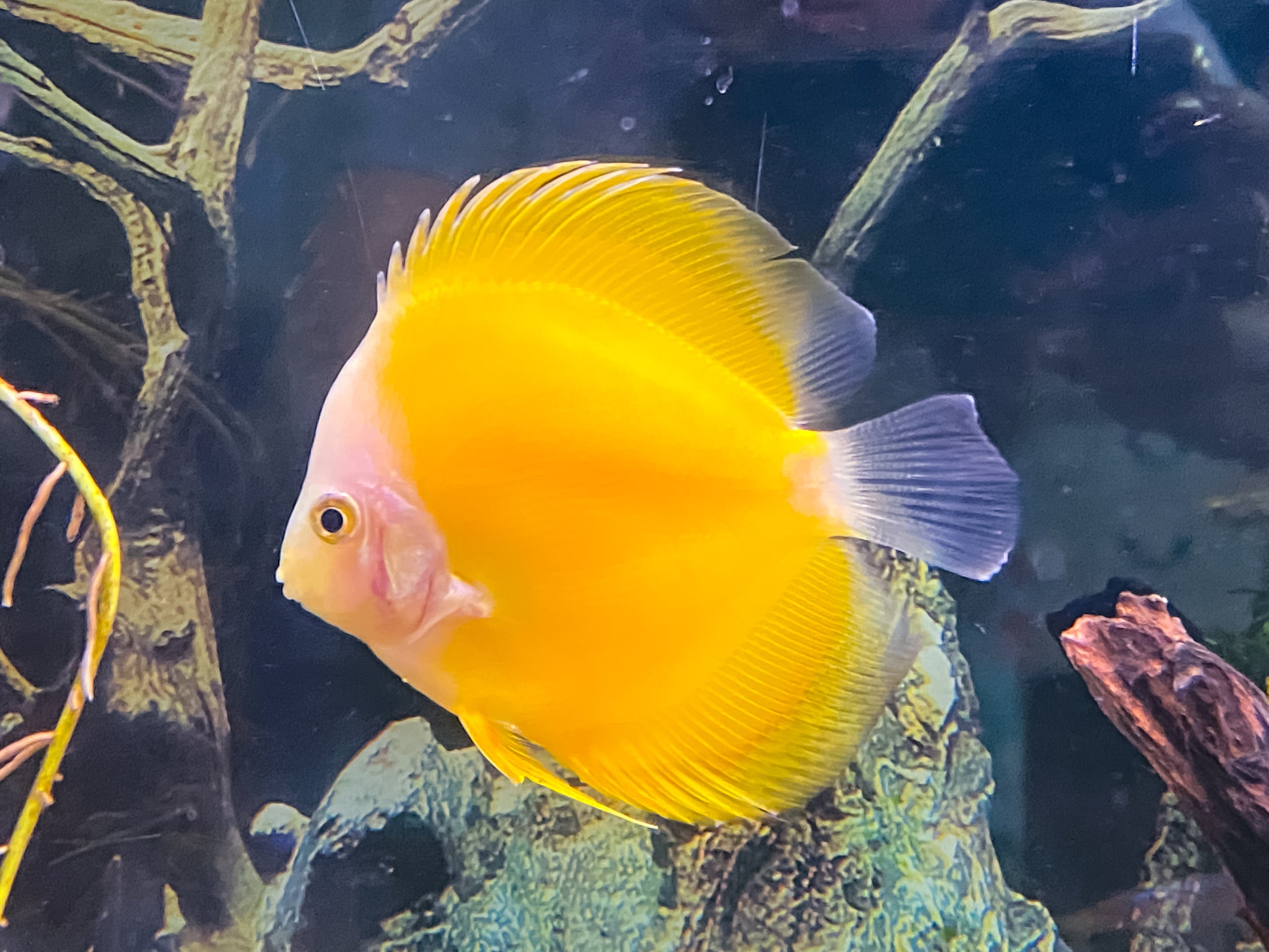 Yellow Melon Discus 10-12cm | Fancy Fishes
