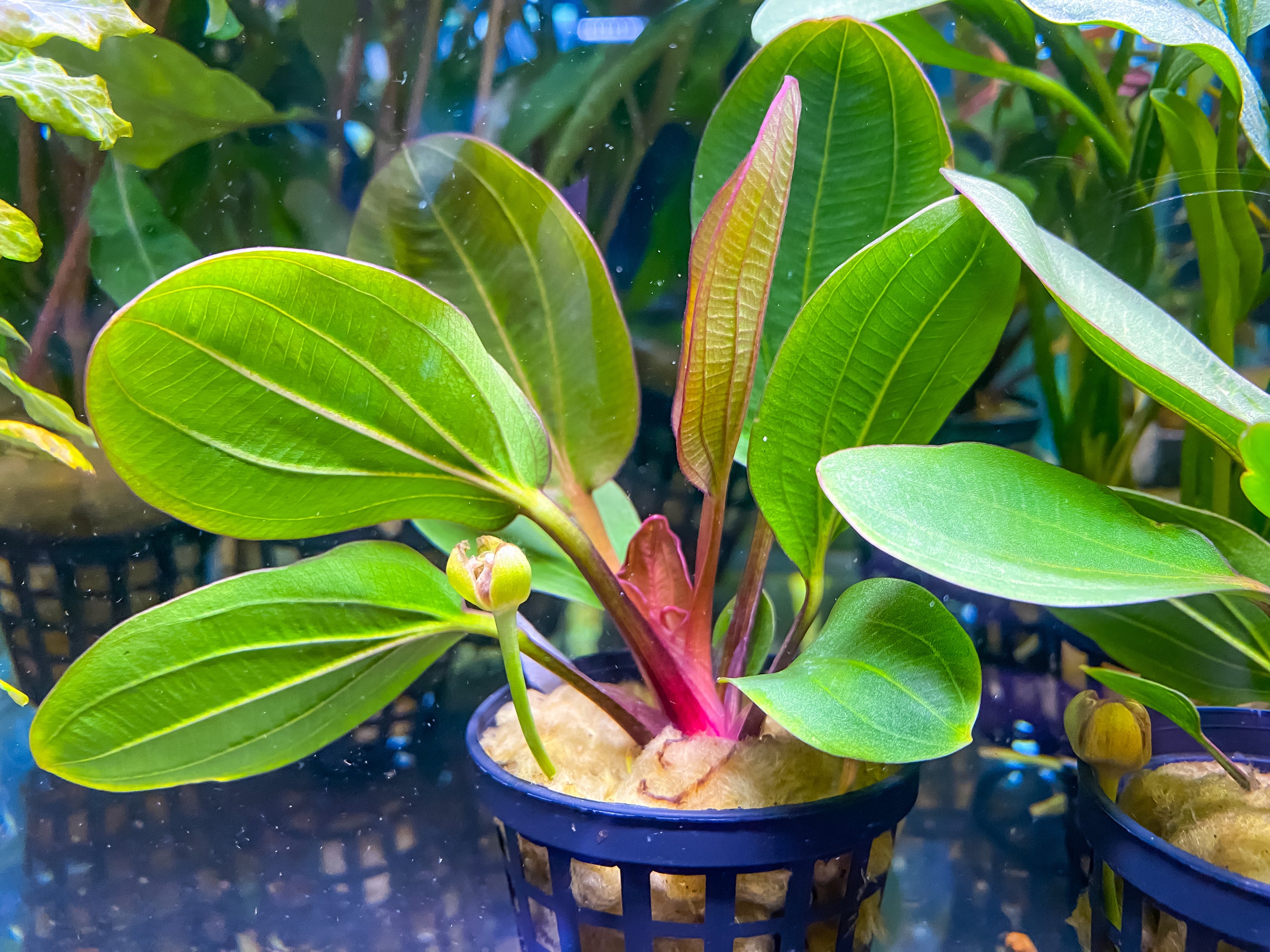 Echinodorus Radican Big Bear Fancy Fishes echinodorus-radican-big-bear-fancy-fishes