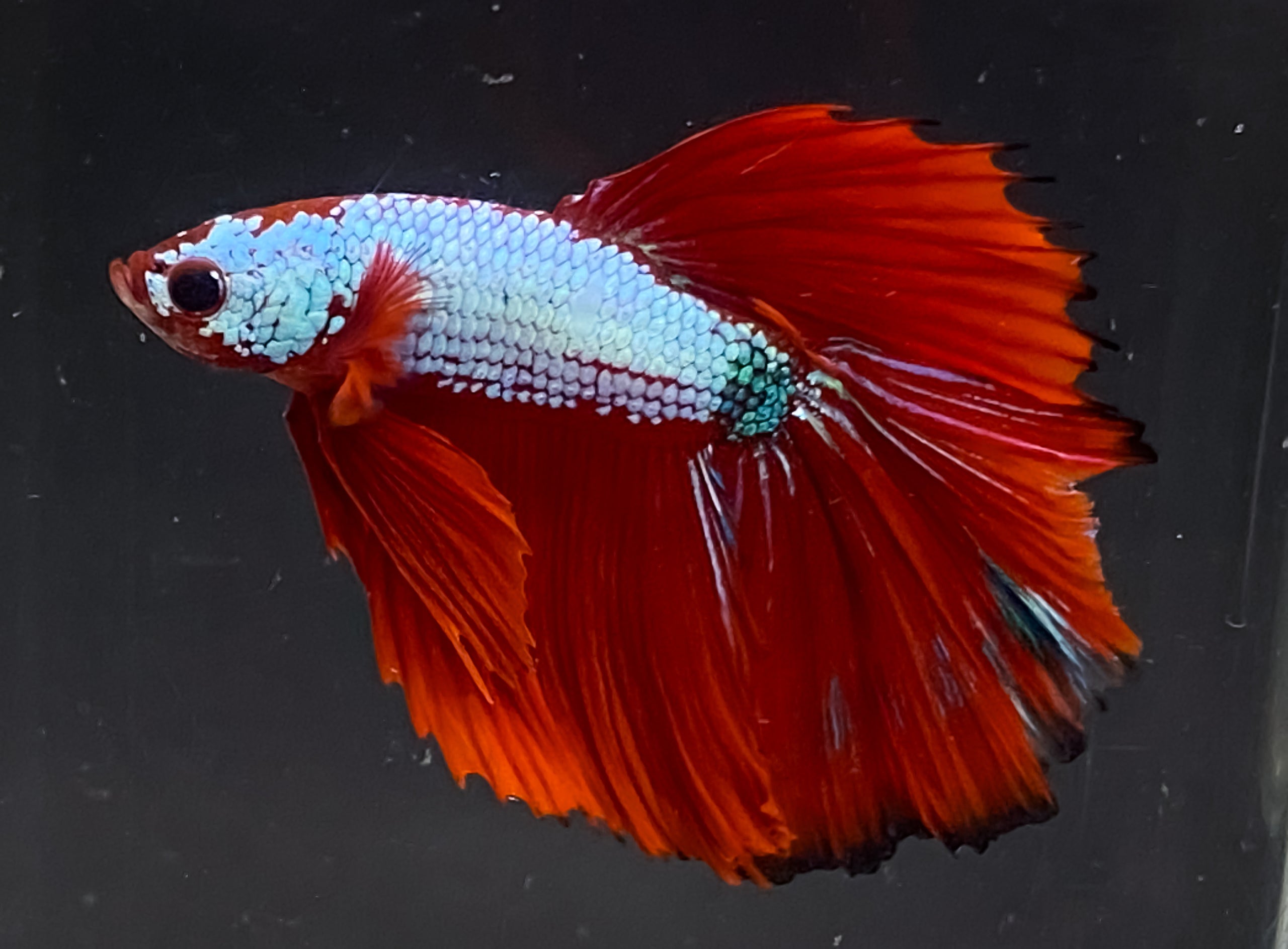 Red Halfmoon Male Fancy Fishes red-halfmoon-male-fancy-fishes