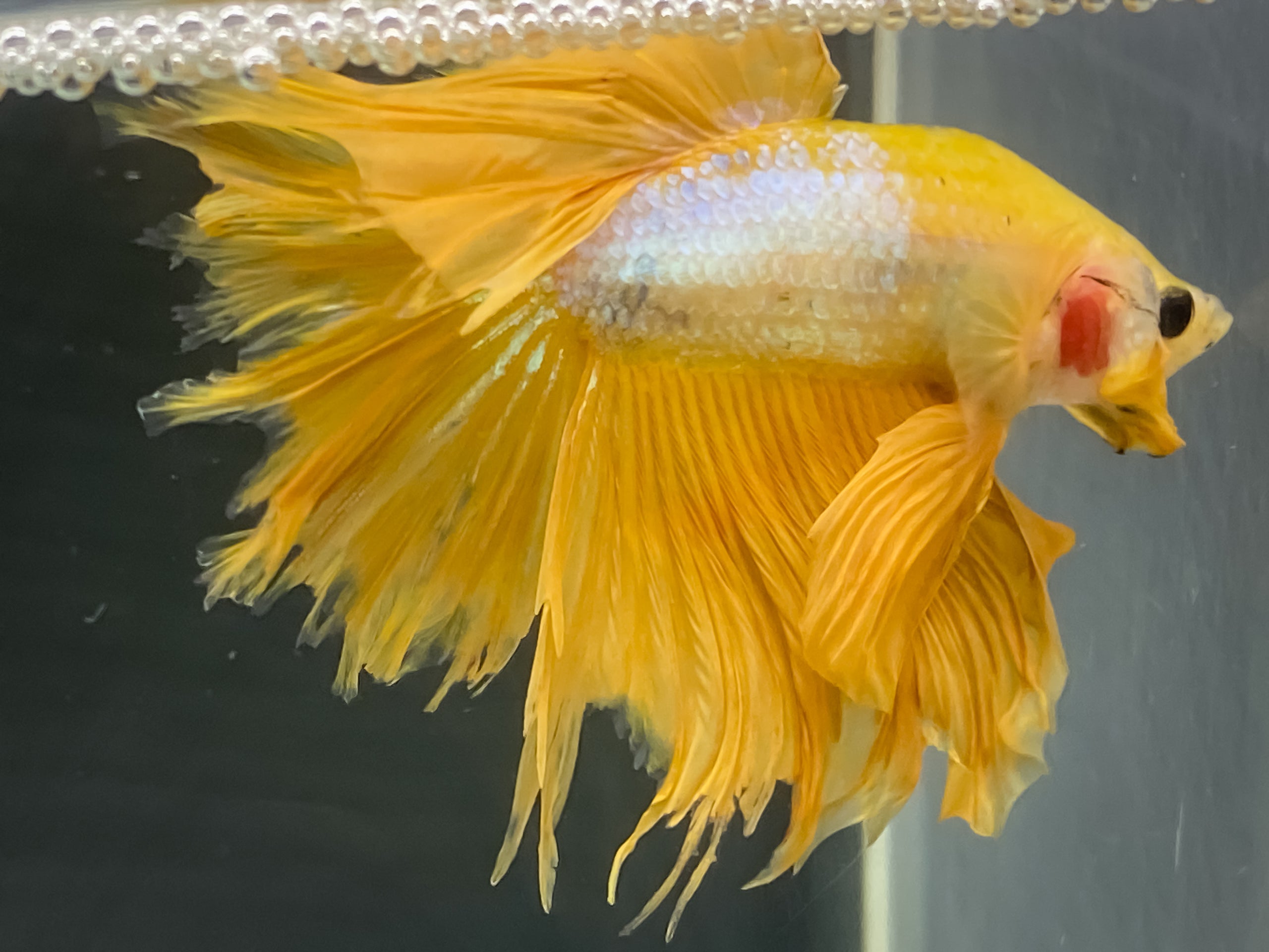 Yellow Halfmoon Male Fancy Fishes yellow-halfmoon-male-fancy-fishes