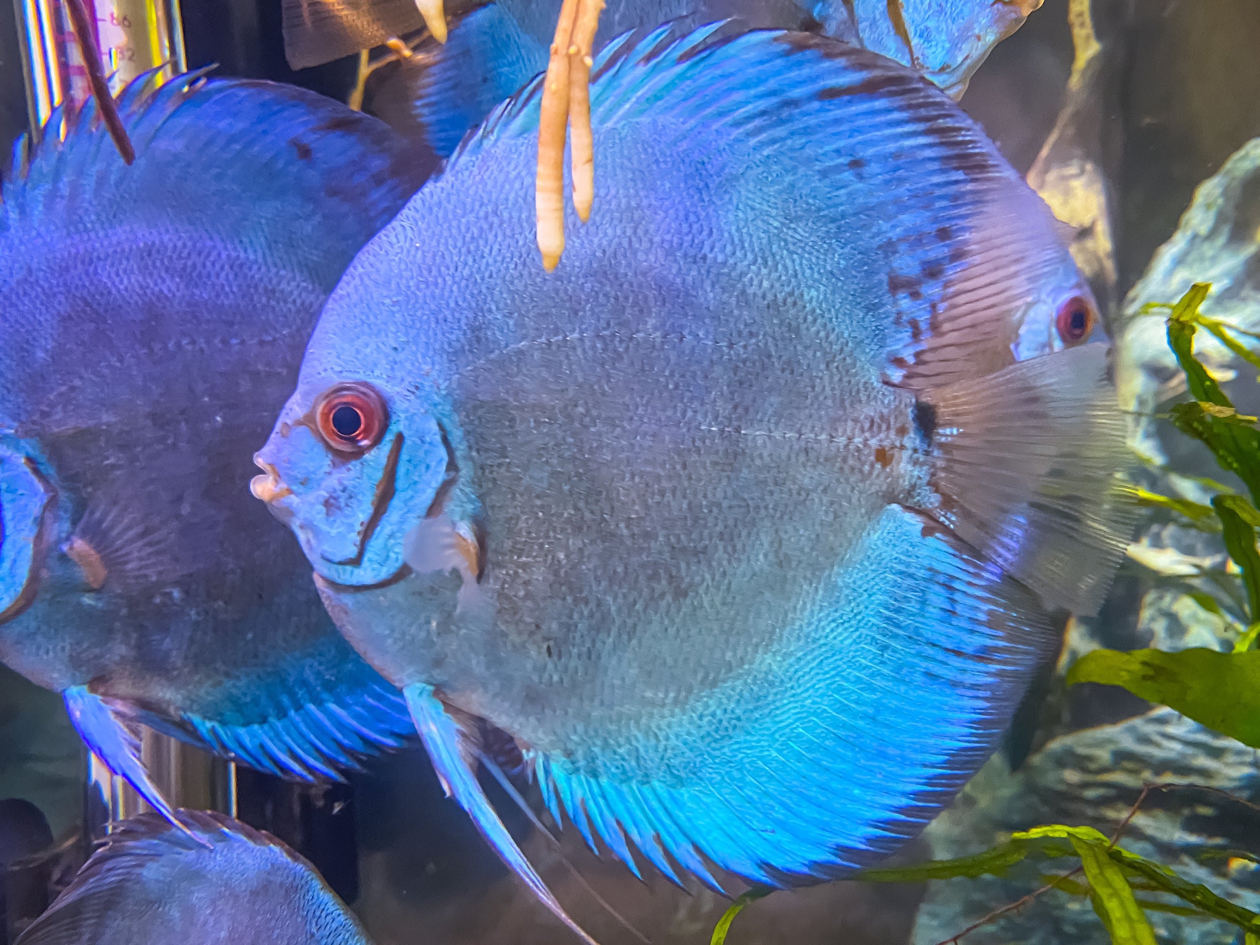Blue Diamond Discus | Fancy Fishes