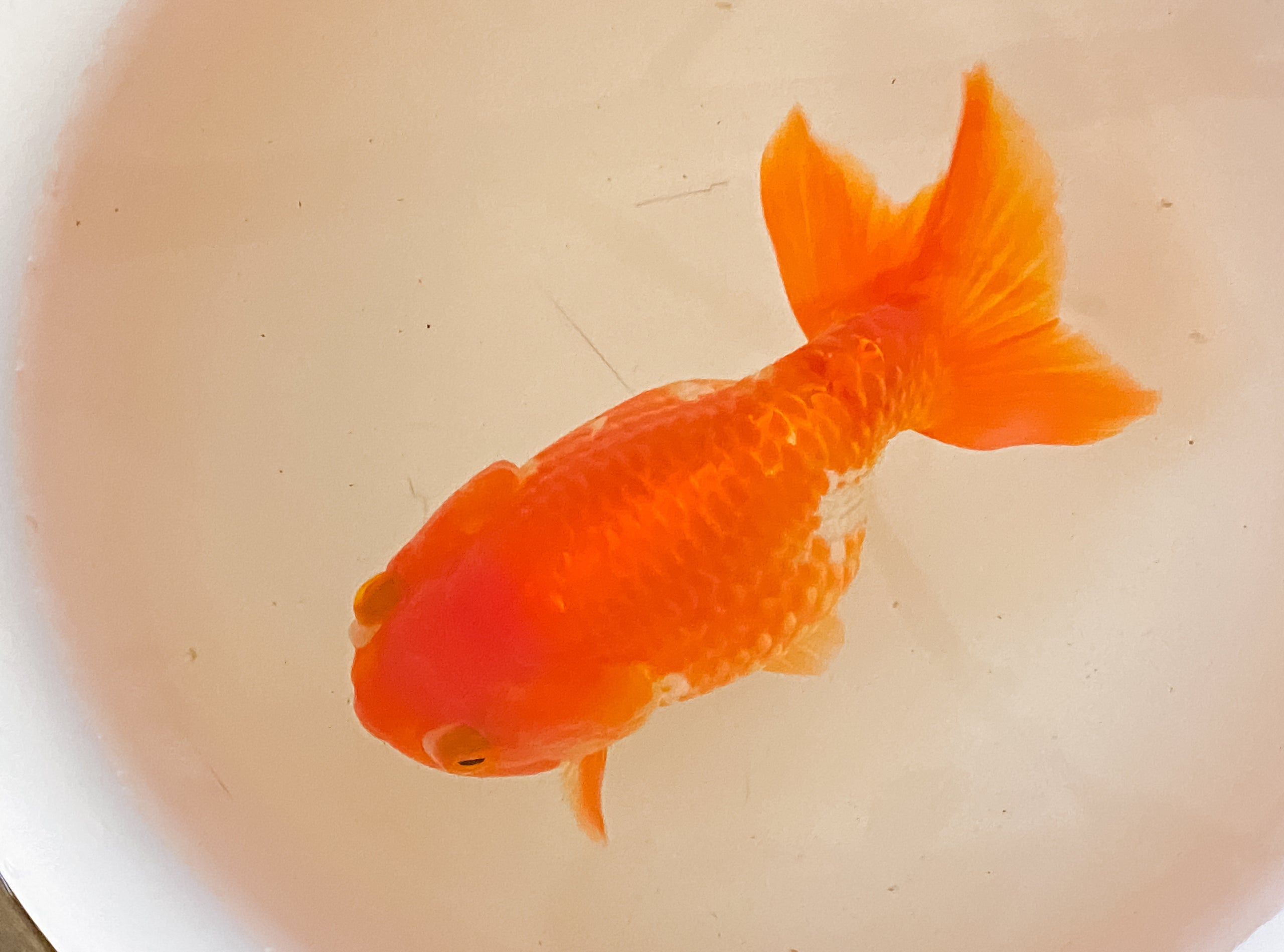 Fancy Goldfish Ranchu Fancy Fishes