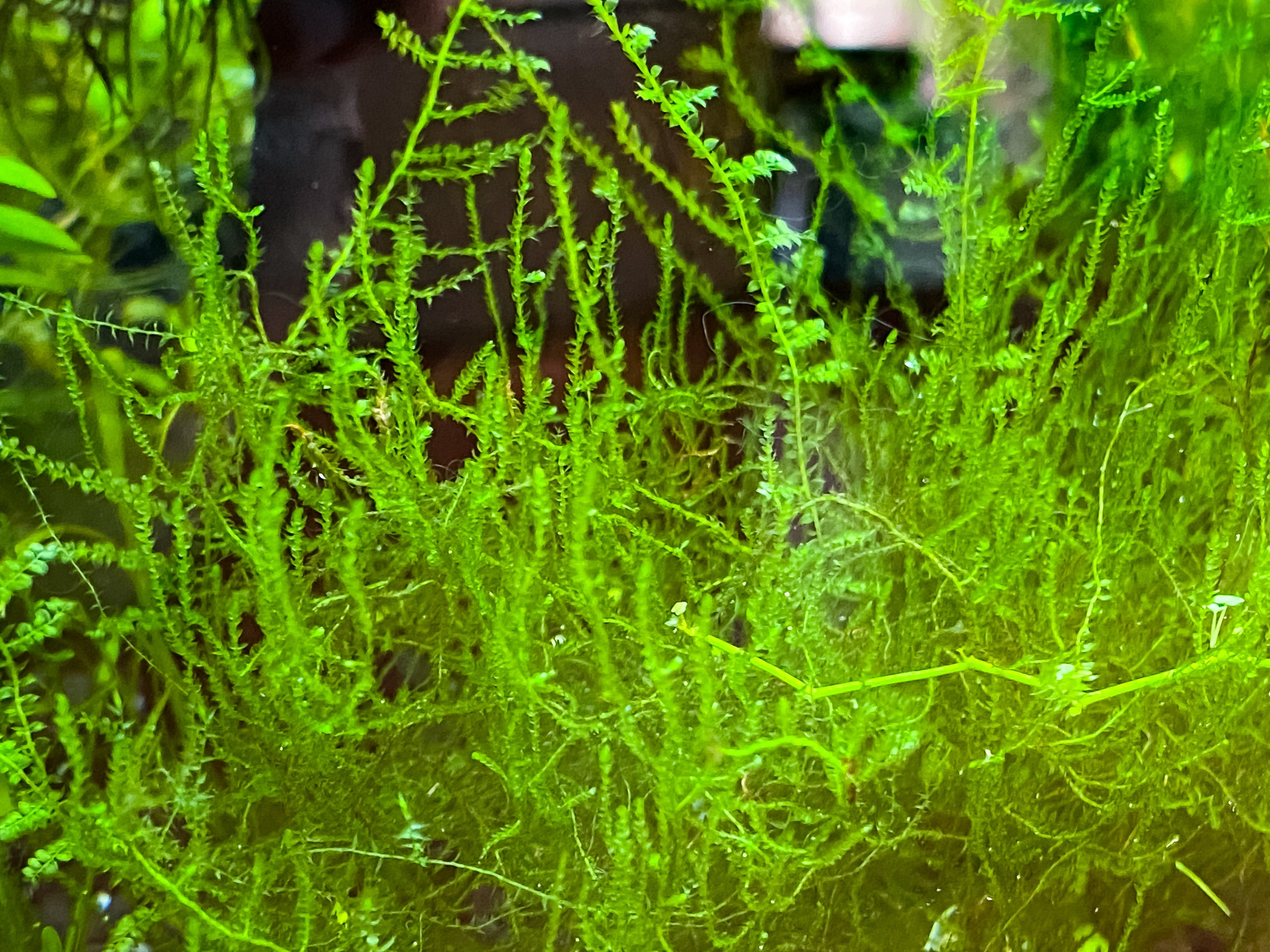Java Moss Fancy Fishes