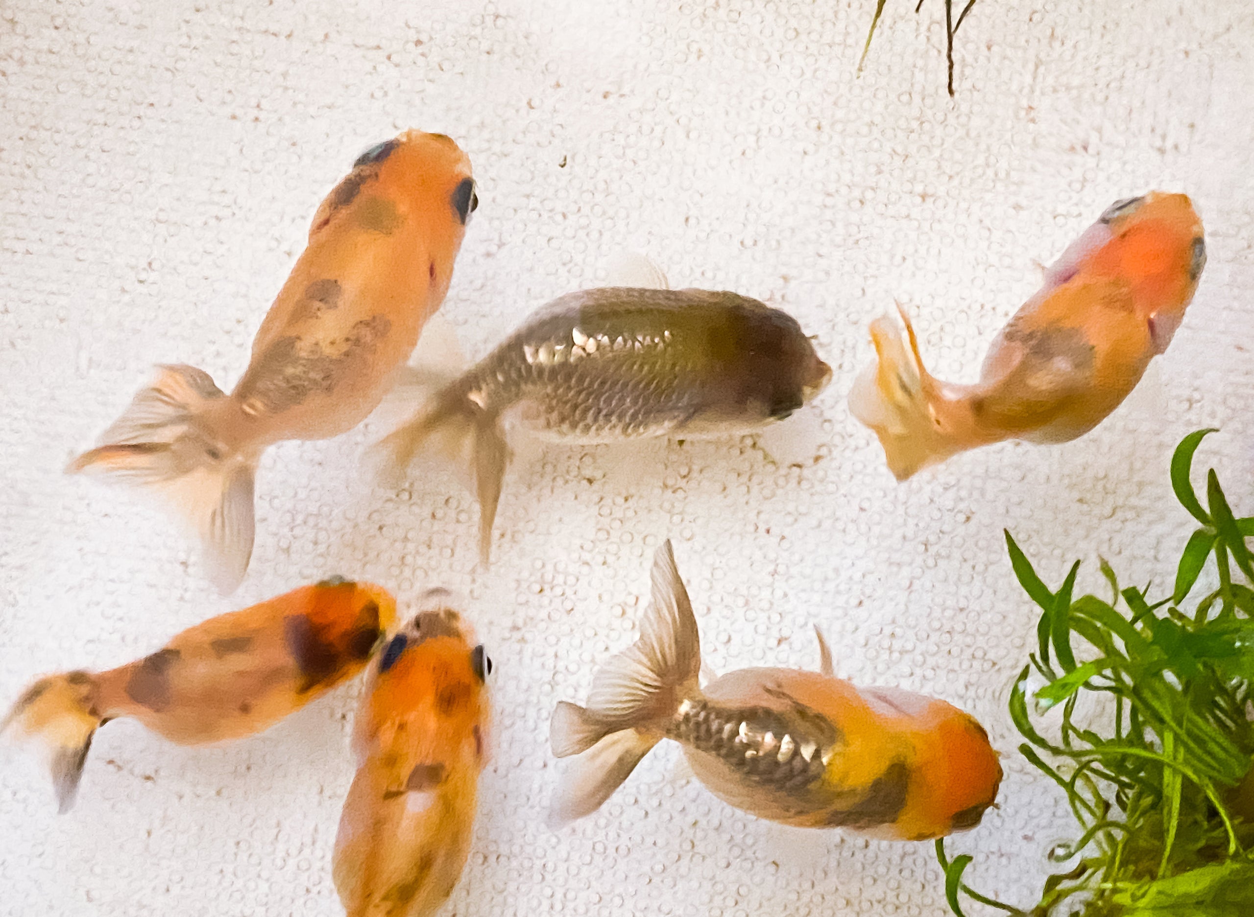 Fancy Goldfish Ranchu Fancy Fishes