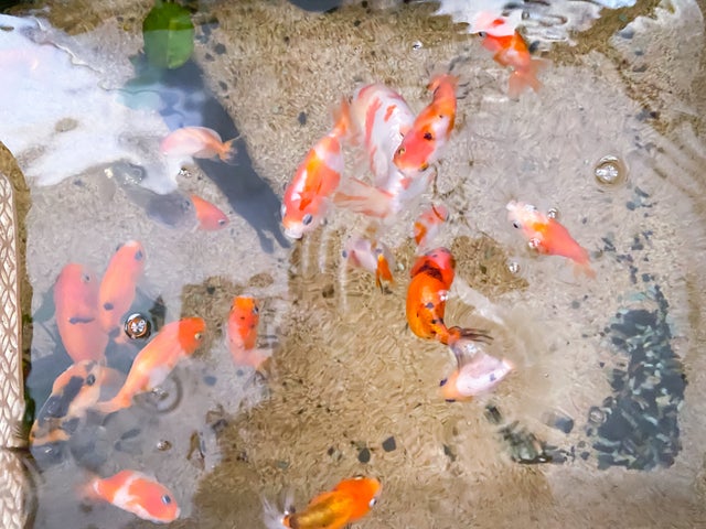 Visual Reference: Community Aquarium Fish